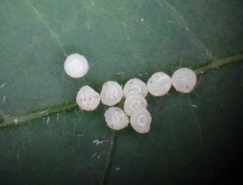 Spilosoma lutea